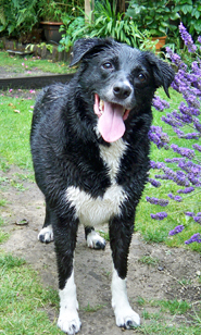 Our dog - freshly showered