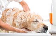 Shampoo and Blow Dry